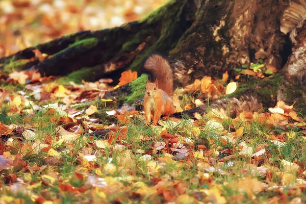 Σκίουρος Φθινόπωρο Φθινόπωρο Πορτρέτο Σκίουρος Κίτρινο Πάρκο Πεσμένα Φύλλα Έννοια — Φωτογραφία Αρχείου