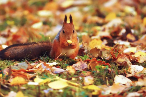 Eichhörnchen Herbst Herbst Eichhörnchen Porträt Gelber Park Mit Abgefallenen Blättern — Stockfoto