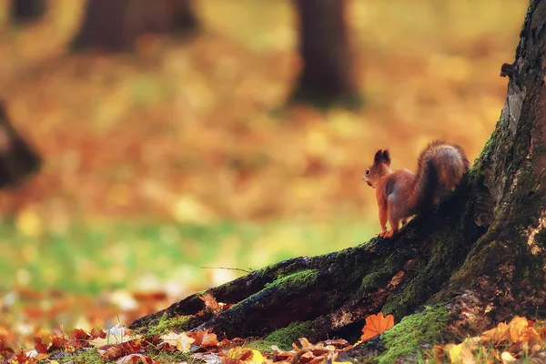 Scoiattolo Autunno Autunno Ritratto Scoiattolo Parco Giallo Con Foglie Cadute — Foto Stock