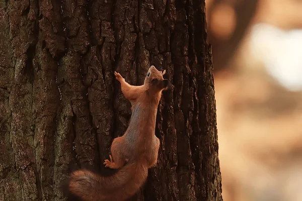 Squirrel Autumn Autumn Portrait Squirrel Yellow Park Fallen Leaves Concept — Stock Photo, Image