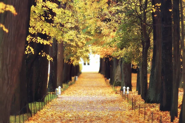 Beau Paysage Automne Arbres Jaunes Dans Parc Automne Forêt Orange — Photo