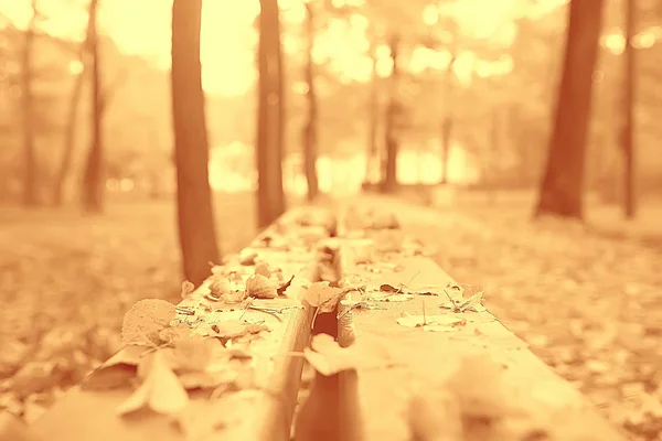 Landscape Bench Autumn Park October Landscape Yellow Park Autumn Background — Stock Photo, Image