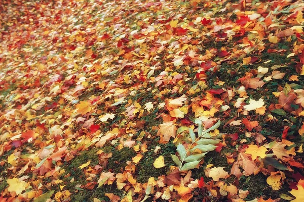落下的黄色叶子背景 模糊的黄色秋天背景与叶子在地面 印度夏天 10月叶子 — 图库照片