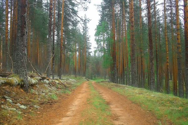 Belle Forêt Pins Taïga Forêt Vierge Paysage Été — Photo