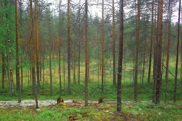 Güzel Çam Ormanı Tayga Orman Yaz Manzara Arka Plan — Stok fotoğraf