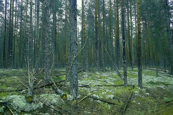 美しい松林です 原生林 夏の風景の背景 — ストック写真