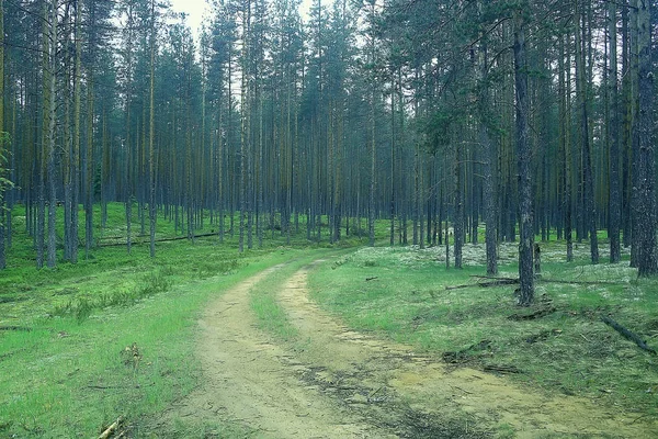 美丽的松树林 针叶林 原始森林 夏季景观背景 — 图库照片