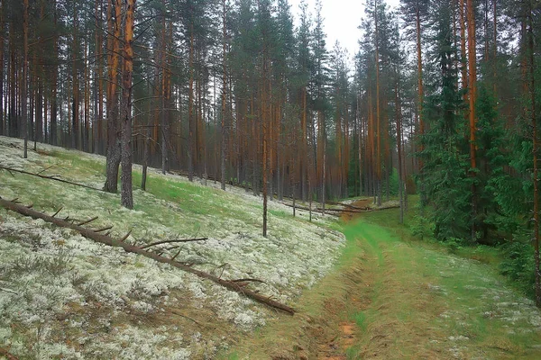 Hutan Pinus Yang Indah Taiga Hutan Perawan Latar Belakang Lanskap — Stok Foto