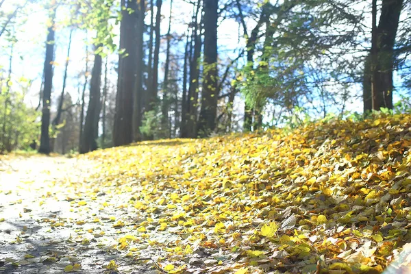 Beautiful Autumn Forest Landscape Yellow Forest Trees Leaves October Landscape — Stock Photo, Image