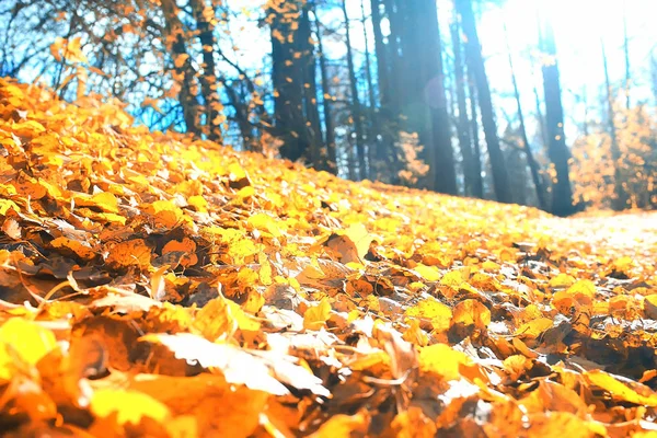 Krásná Podzimní Lesní Krajina Žluté Les Stromy Listy Říjen Krajina — Stock fotografie