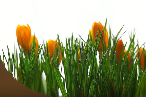 Närbild Bukett Färgglada Våren Vilda Blommor — Stockfoto