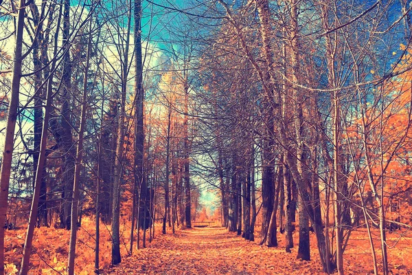 Hermoso Paisaje Del Bosque Otoño Bosque Amarillo Árboles Hojas Octubre —  Fotos de Stock