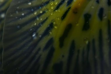 makro yaprakları orkide arka plan / yaz çiçek arka plan, çiçek yaprakları doku, makro Ayrıntılar