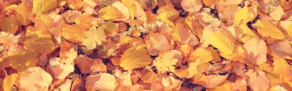 Hojas Amarillas Caídas Otoño Textura Fondo Hojas Caídas — Foto de Stock