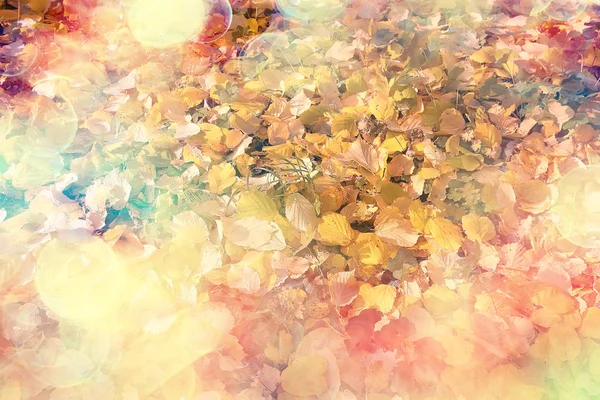 Sonniger Herbsttag Hintergrund Schöne Herbstblätter Sonnenlicht — Stockfoto