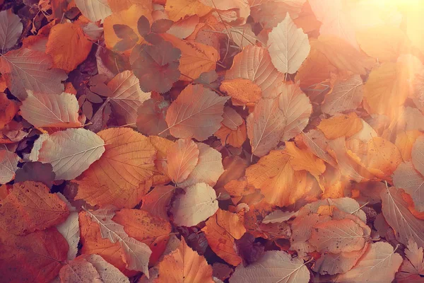 Sunny Autumn Day Background Beautiful Autumn Leaves Sunlight — Stock Photo, Image