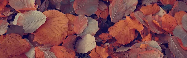 Hojas Amarillas Caídas Otoño Textura Fondo Hojas Caídas — Foto de Stock