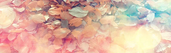 Yellow Fallen Autumn Leaves Background Texture Fallen Leaves — Stock Photo, Image