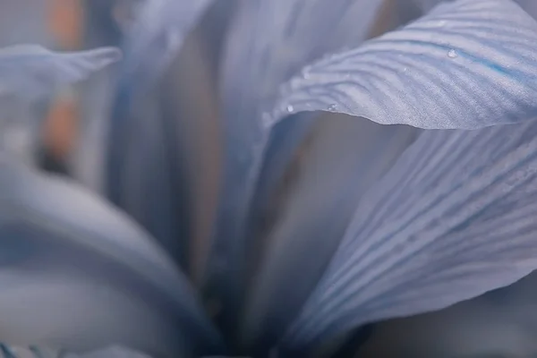 Μακροεντολή Πέταλα Ορχιδέα Φόντο Καλοκαιριού Floral Φόντο Υφή Πέταλα Λουλούδι — Φωτογραφία Αρχείου