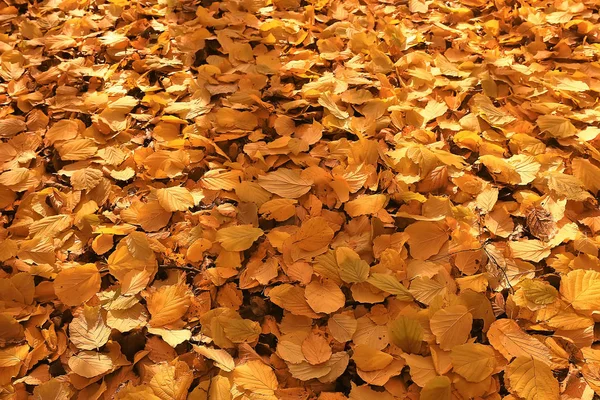 Hösten Bakgrund Med Gula Blad Fallit Från Ett Träd — Stockfoto