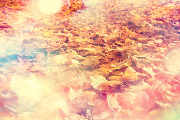 sunny autumn day background, beautiful autumn leaves in sunlight