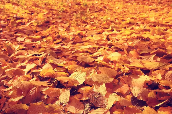 Fondo Otoño Con Hojas Amarillas Caídas Árbol —  Fotos de Stock