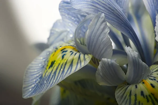 Makroblätter Orchidee Hintergrund Sommer Floralen Hintergrund Blütenblätter Textur Makrodetails — Stockfoto