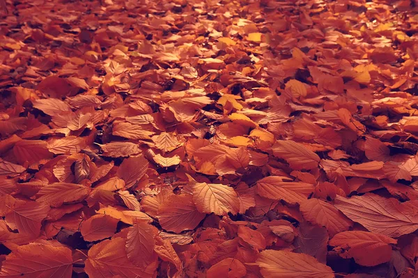 秋天的背景 黄色的叶子从树上落下 — 图库照片