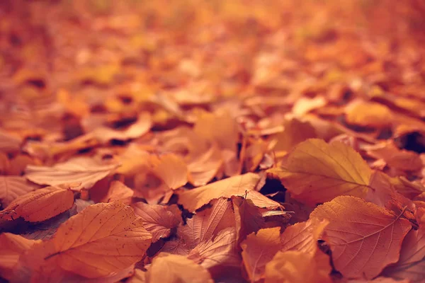 Fondo Otoño Con Hojas Amarillas Caídas Árbol —  Fotos de Stock