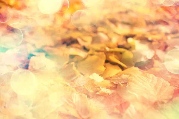 sunny autumn day background, beautiful autumn leaves in sunlight