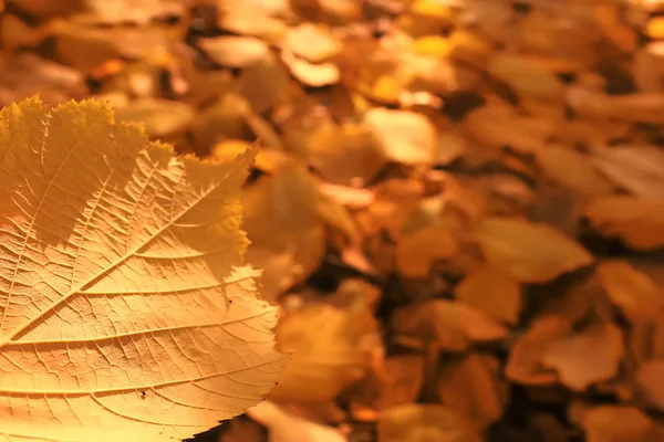 Осенний Фон Желтыми Листьями Упавшими Дерева — стоковое фото