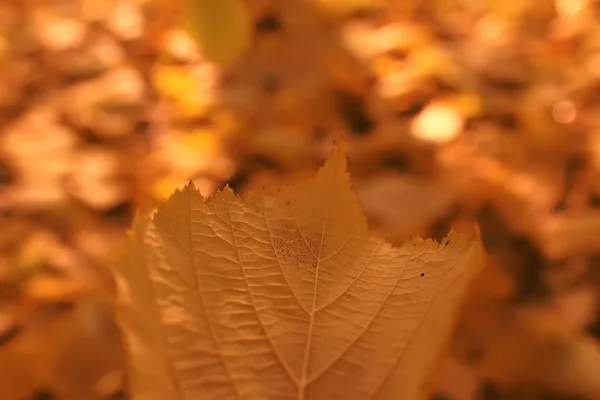 Herbst Hintergrund Mit Gelben Blättern Von Einem Baum Gefallen — Stockfoto