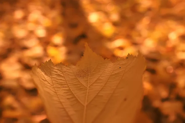 Herfst Achtergrond Met Gele Bladeren Gevallen Van Een Boom — Stockfoto
