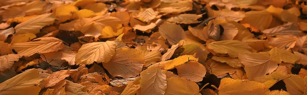 Feuilles Automne Jaunes Tombées Texture Fond Des Feuilles Tombées — Photo