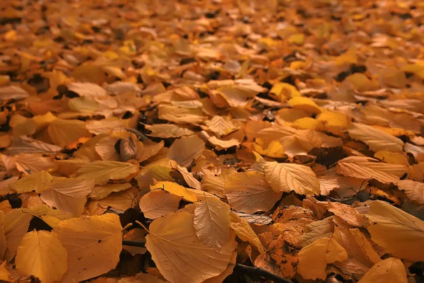 Hösten Bakgrund Med Gula Blad Fallit Från Ett Träd — Stockfoto