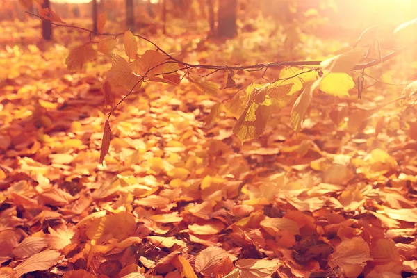太陽の下で晴れた秋の日の背景 美しい秋の紅葉します — ストック写真