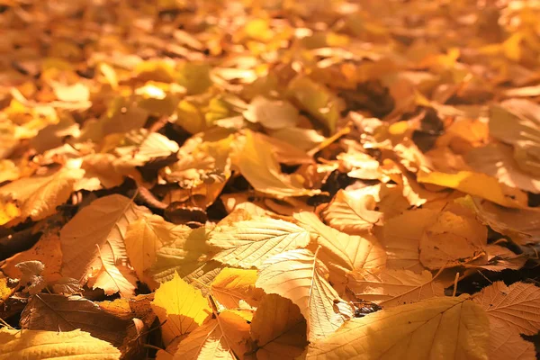 Outono Fundo Folhas Amarelas Caídas Árvore — Fotografia de Stock