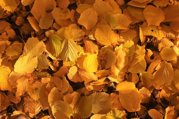 Fondo Otoño Hojas Amarillas Caídas Del Árbol —  Fotos de Stock