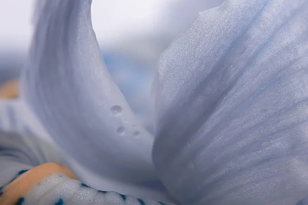 Μακροεντολή Πέταλα Ορχιδέα Φόντο Καλοκαιριού Floral Φόντο Υφή Πέταλα Λουλούδι — Φωτογραφία Αρχείου