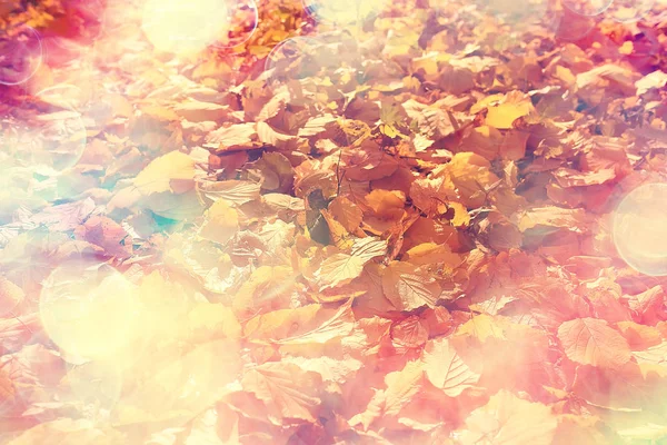 Jesienny Dzień Słoneczny Tło Piękne Jesienne Liście Słońcu — Zdjęcie stockowe