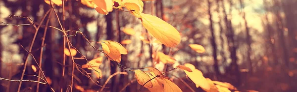 Yellow Fallen Autumn Leaves Background Texture Fallen Leaves — Stock Photo, Image