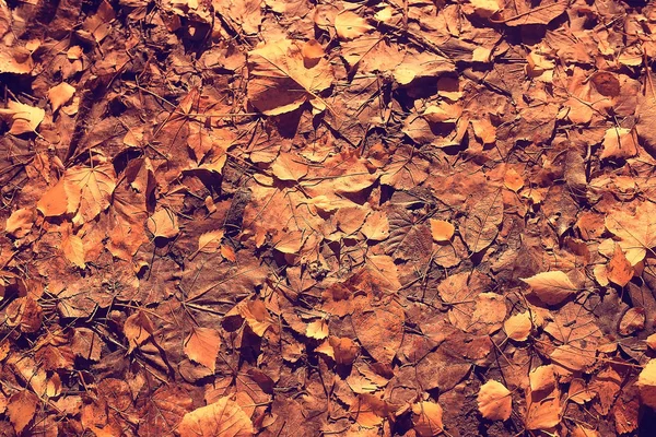 Herbst Hintergrund Mit Gelben Blättern Von Einem Baum Gefallen — Stockfoto