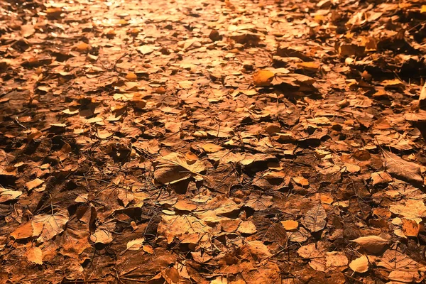 Outono Fundo Com Folhas Amarelas Caídas Uma Árvore — Fotografia de Stock