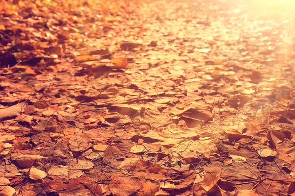 Sunny Autumn Day Background Beautiful Autumn Leaves Sunlight — Stock Photo, Image