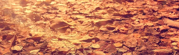 Gelb Abgefallene Herbstblätter Hintergrundstruktur Der Abgefallenen Blätter — Stockfoto