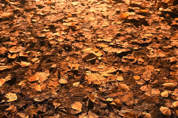 Sfondo Autunno Con Foglie Gialle Cadute Albero — Foto Stock