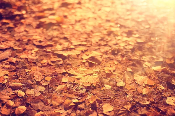 Slunečný Podzimní Den Pozadí Krásné Podzimní Listí Slunečním Světle — Stock fotografie