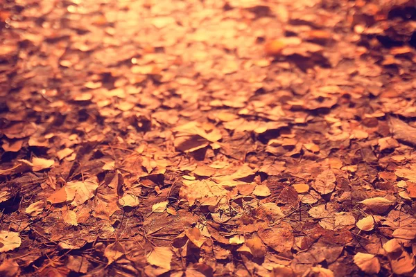 Sfondo Autunno Con Foglie Gialle Cadute Albero — Foto Stock