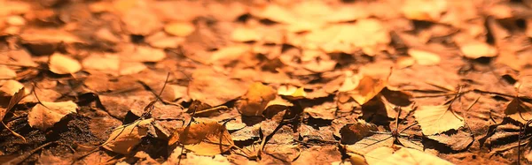 yellow fallen autumn leaves, background texture of fallen leaves