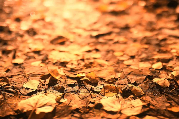 Sfondo Autunno Con Foglie Gialle Cadute Albero — Foto Stock